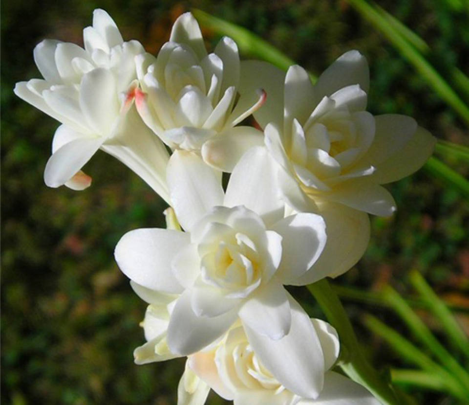 Цветы с сильным запахом. Полиантес Тубероза. Цветок полиантес Тубероза. Тубероза (Polianthes tuberosa). Тубероза (полиантес клубненосный).